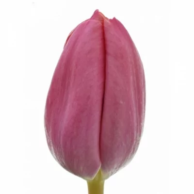 Tulipán EN PINK ARDOUR