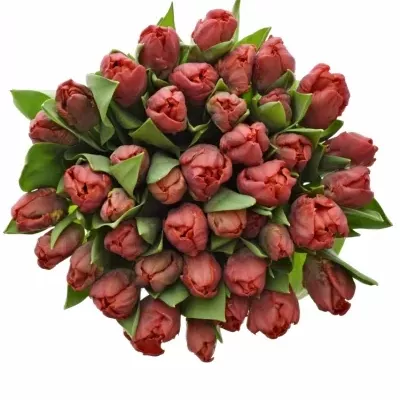 Tulipán EN PIONIER 27cm/26g