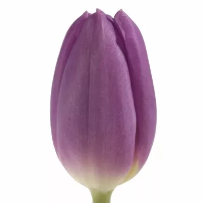 Tulipán EN PURPLE FLAG 39cm/25g