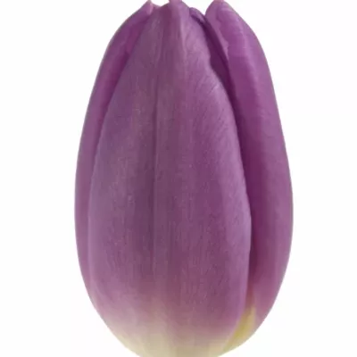 Tulipán EN PURPLE FLAG 39cm/25g