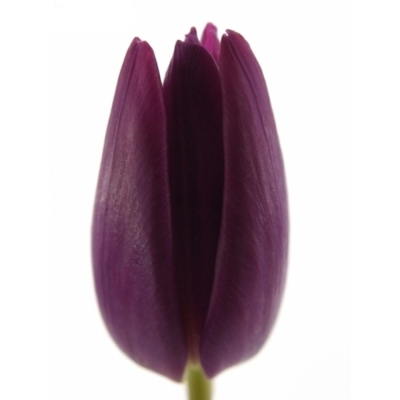 Tulipán EN PURPLE PRINCE