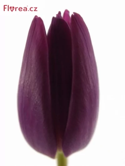 Tulipán EN PURPLE SURPRISE