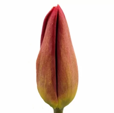 Tulipán EN RED GOLD