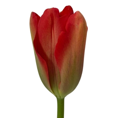 Tulipán EN RED PROUD