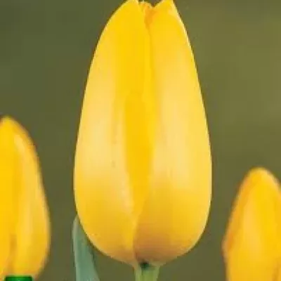 Tulipán EN ROI DU MIDI