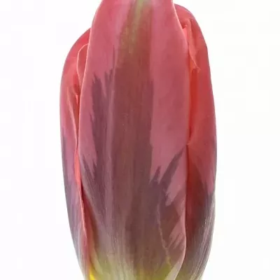 Tulipán EN SHININ PRINCESS 27cm/24g