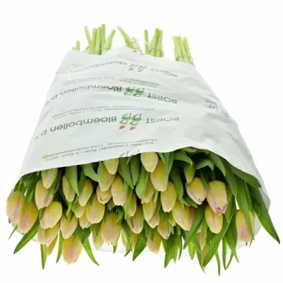 Tulipán EN TOM POUCE 40cm/30g