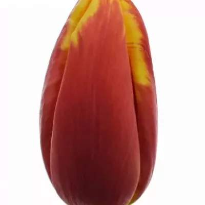 Tulipán EN TROPICANA