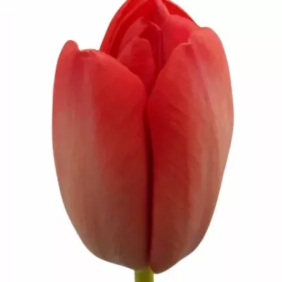 Tulipán EN VAN EIJK