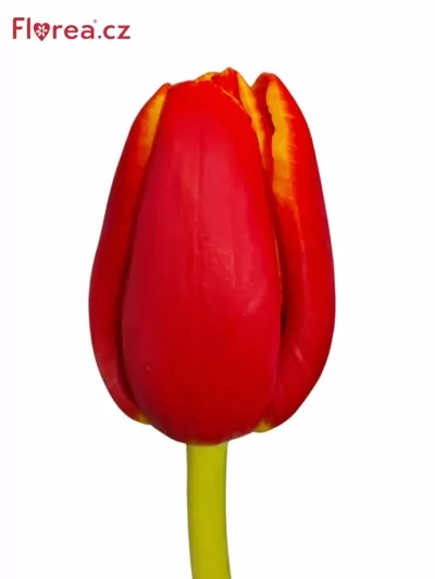 Tulipán EN VERANDI