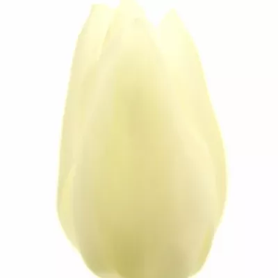 Tulipán EN WHITE MARVEL 20g