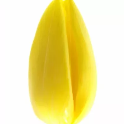 Tulipán EN YELLOW FLIGHT