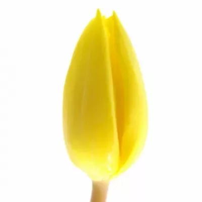 Tulipán EN YELLOW FLIGHT