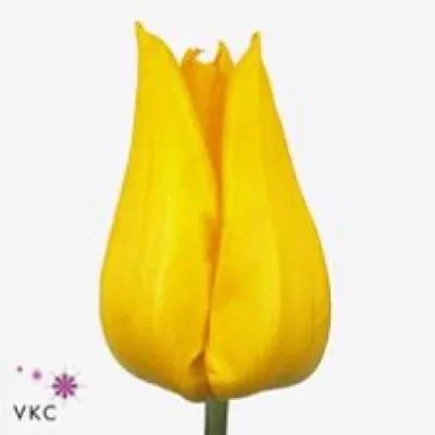 Tulipán EN YOKOHAMA 38cm/26g