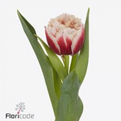 Tulipán FR DOUBLE CRYSTAL