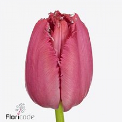 Tulipán FR PINK SURVIVAL