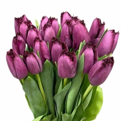 Tulipán FR PURPLE CRYSTAL