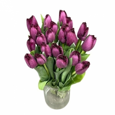 Tulipán FR PURPLE CRYSTAL