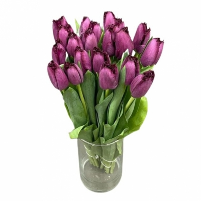 Tulipán FR PURPLE CRYSTAL