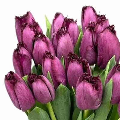 Tulipán FR PURPLE CRYSTAL