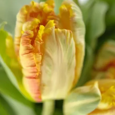 Tulipán PA APRICOT PARROT