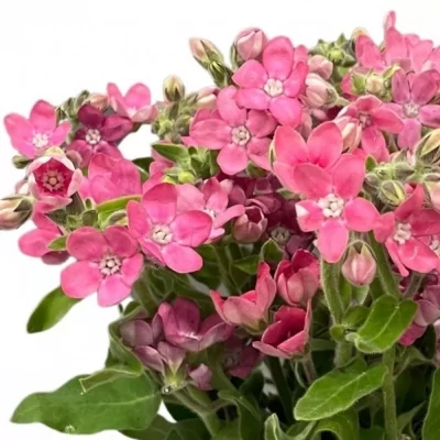 Tvídie COERULEUM PINK HARMONY