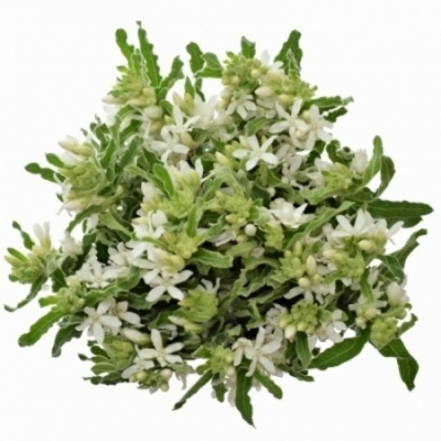 Twedia COERULEUM PERFECT WHITE HARMONY