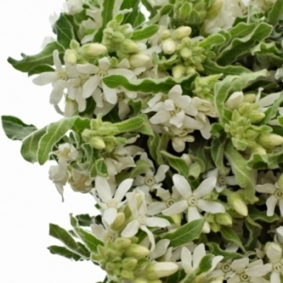 Twedia COERULEUM PERFECT WHITE HARMONY