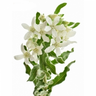 Twedia COERULEUM PERFECT WHITE HARMONY