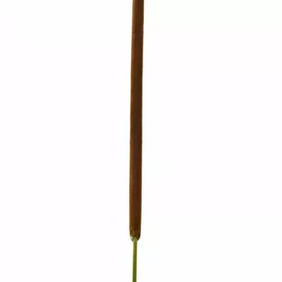 TYPHA LATIFOLIA 80cm