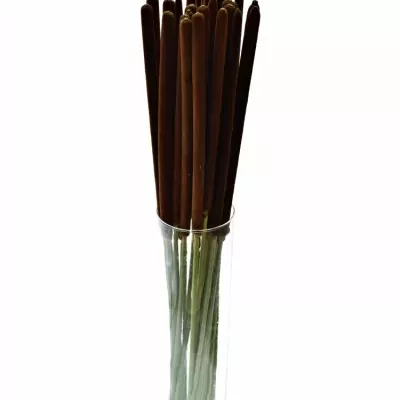 TYPHA LATIFOLIA 80cm