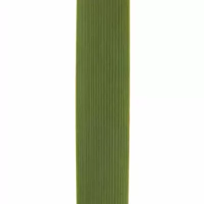 TYPHA