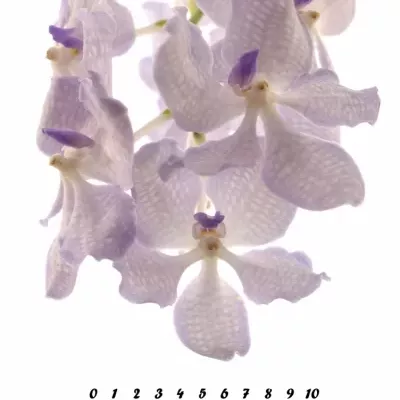 Orchidej KANCHANA LAVENDER MIST