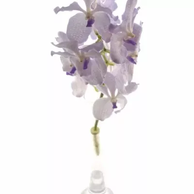 Orchidej KANCHANA LAVENDER MIST