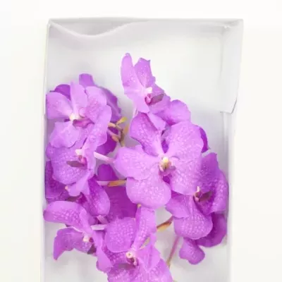 Orchidej NITAYA CANDY PINK 