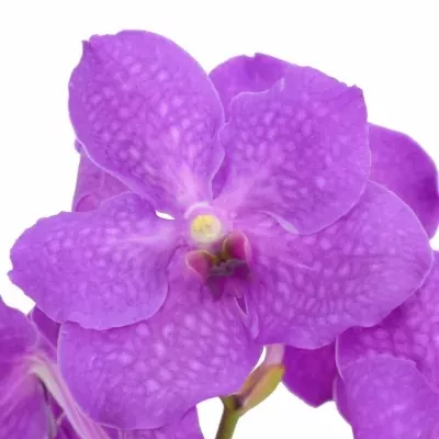 Orchidej NITAYA CANDY PINK 