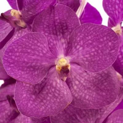 VANDA NITAYA CRYSTAL PINK