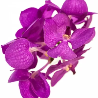 VANDA NITAYA CRYSTAL PINK