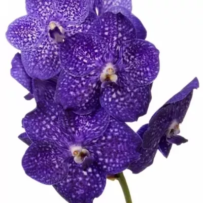 VANDA NITAYA TWEED BLUE