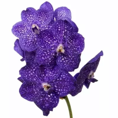 VANDA NITAYA TWEED BLUE