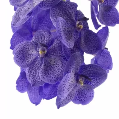 Vanda SUNDANA LAVE SPRINK