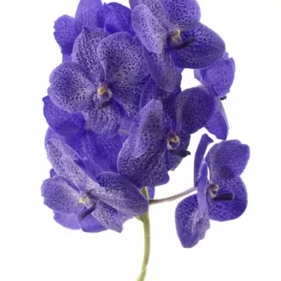 Vanda SUNDANA LAVE SPRINK