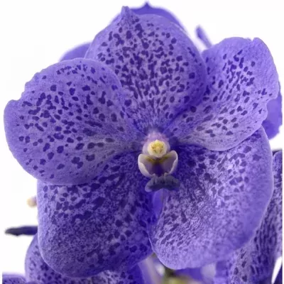 Vanda SUNDANA LAVE SPRINK