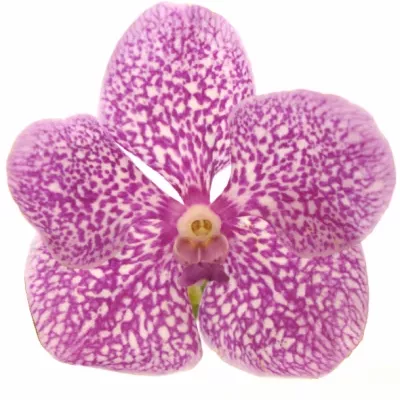 VANDA SUNDANA PINK SPRINKLES