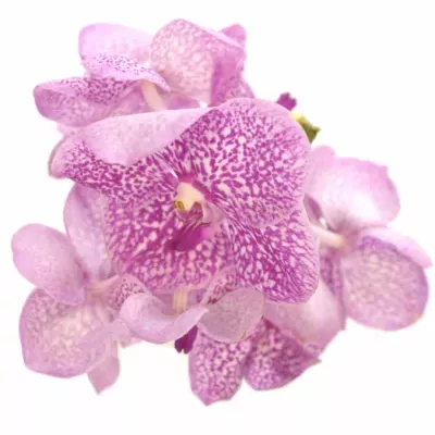 VANDA SUNDANA PINK SPRINKLES