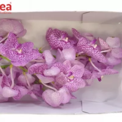 VANDA SUNDANA PINK SPRINKLES