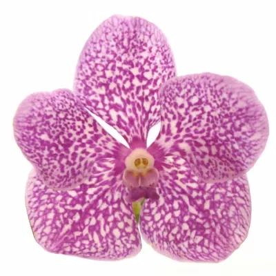 VANDA SUNDANA PINK SPRINKLES