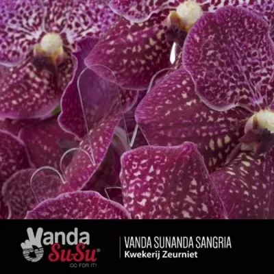 Vanda SUNDANA SANGRIA