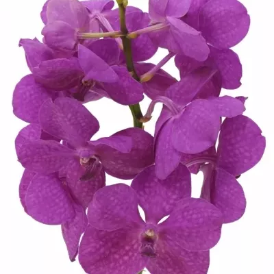 Orchidej TAYANEE CERISE 