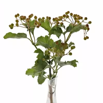 Viburnum OP COMPACTUM 55cm